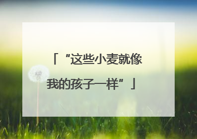 “这些小麦就像我的孩子一样”