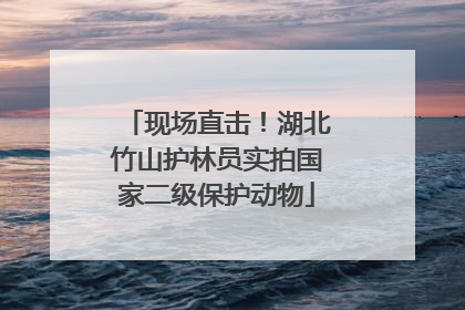 现场直击！湖北竹山护林员实拍国家二级保护动物