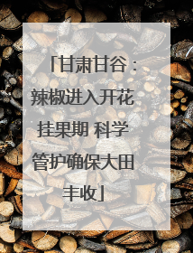 甘肃甘谷：辣椒进入开花挂果期 科学管护确保大田丰收