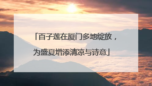 百子莲在厦门多地绽放，为盛夏增添清凉与诗意