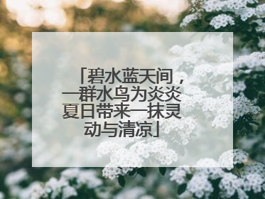 碧水蓝天间，一群水鸟为炎炎夏日带来一抹灵动与清凉