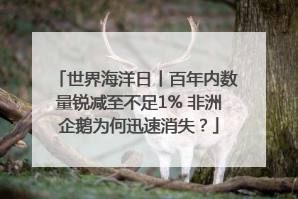 世界海洋日丨百年内数量锐减至不足1% 非洲企鹅为何迅速消失？