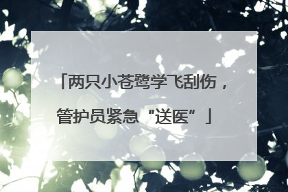 两只小苍鹭学飞刮伤，管护员紧急“送医”