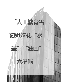 人工繁育雪豹姐妹花“水墨”“油画”六岁啦