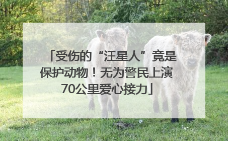 受伤的“汪星人”竟是保护动物！无为警民上演70公里爱心接力