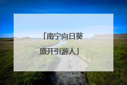 南宁向日葵盛开引游人