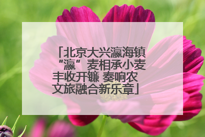 北京大兴瀛海镇“瀛”麦相承小麦丰收开镰 奏响农文旅融合新乐章