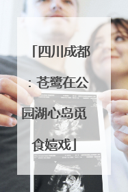 四川成都：苍鹭在公园湖心岛觅食嬉戏