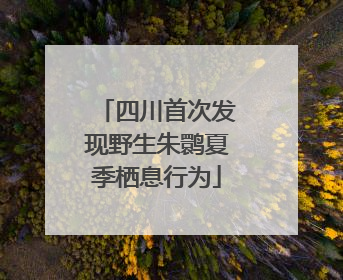 四川首次发现野生朱鹮夏季栖息行为