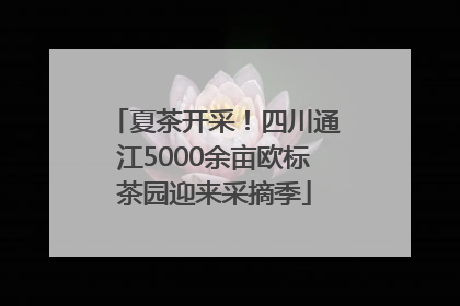 夏茶开采！四川通江5000余亩欧标茶园迎来采摘季