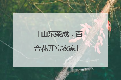 山东荣成：百合花开富农家