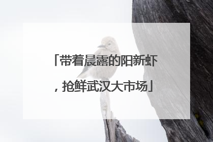 带着晨露的阳新虾，抢鲜武汉大市场