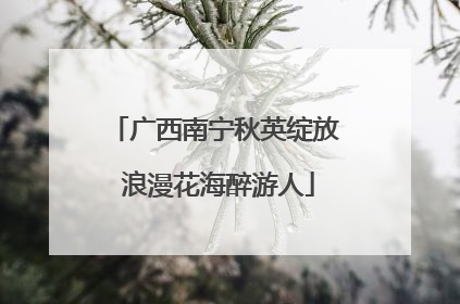 广西南宁秋英绽放 浪漫花海醉游人