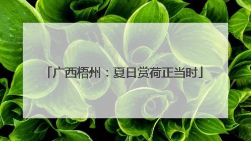 广西梧州：夏日赏荷正当时