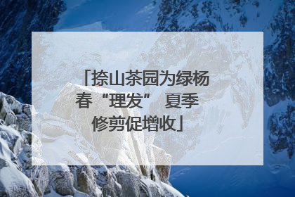 捺山茶园为绿杨春“理发” 夏季修剪促增收