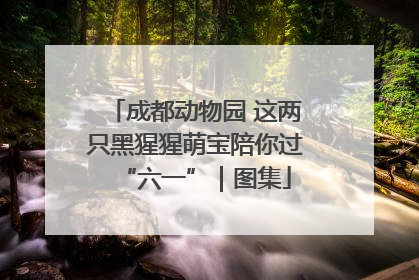 成都动物园 这两只黑猩猩萌宝陪你过“六一”｜图集