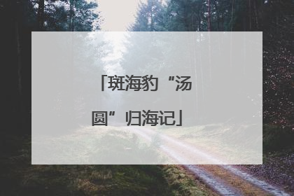 斑海豹“汤圆”归海记