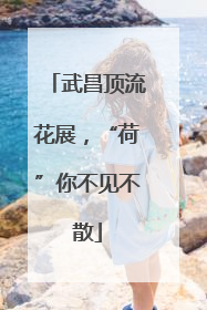 武昌顶流花展，“荷”你不见不散