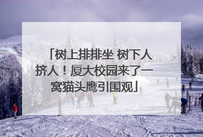 树上排排坐 树下人挤人！厦大校园来了一窝猫头鹰引围观