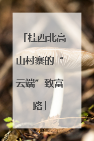 桂西北高山村寨的“云端”致富路