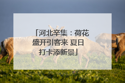 河北辛集：荷花盛开引客来 夏日打卡添新景