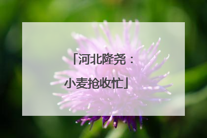 河北隆尧：小麦抢收忙