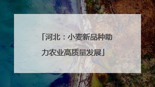 河北：小麦新品种助力农业高质量发展