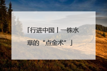 行进中国丨一株水草的“点金术”