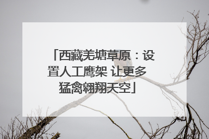 西藏羌塘草原：设置人工鹰架 让更多猛禽翱翔天空