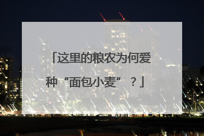这里的粮农为何爱种“面包小麦”？