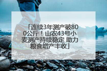 连续3年测产破800公斤！山农43号小麦测产持续稳定 助力粮食增产丰收