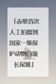 赤壁首次人工拍摄到国家一级保护动物白颈长尾雉