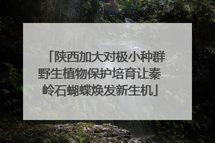陕西加大对极小种群野生植物保护培育让秦岭石蝴蝶焕发新生机